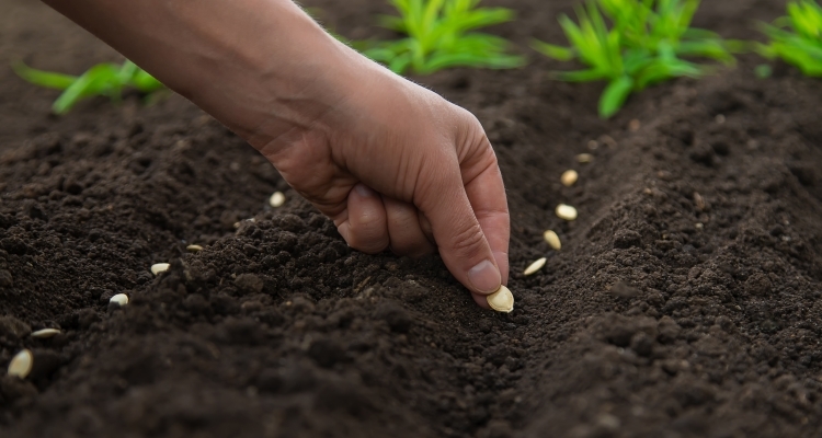 a hand planting squash seeds in garden soil